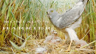 Montagu's HARRIER bird NEST live camera. Nest of birds of prey with chicks