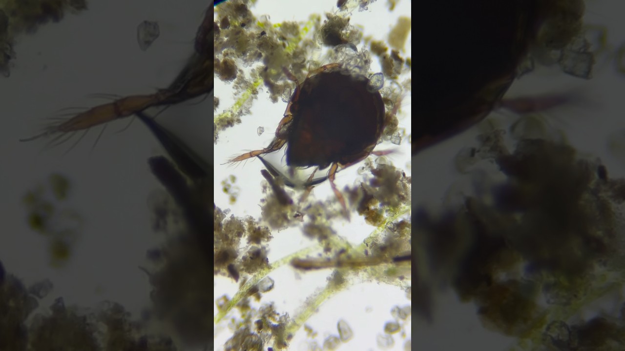 Bug trapped in a Microbubble!