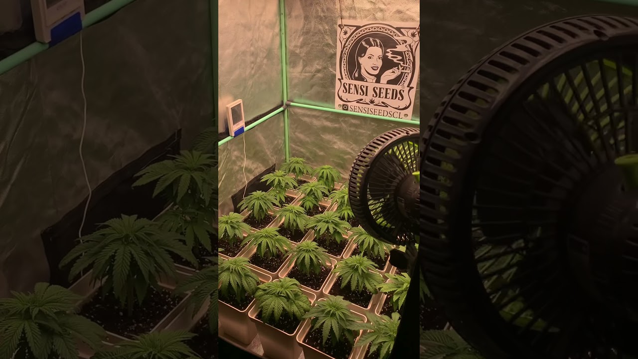 SOG nothern lights “sensi seeds”.. espacio 100x100…trasplantadas a 5.8 litros