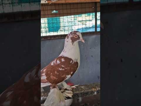 Red FancyPigeon 😍🕊 #shorts #viral #pigeon #kabutar
