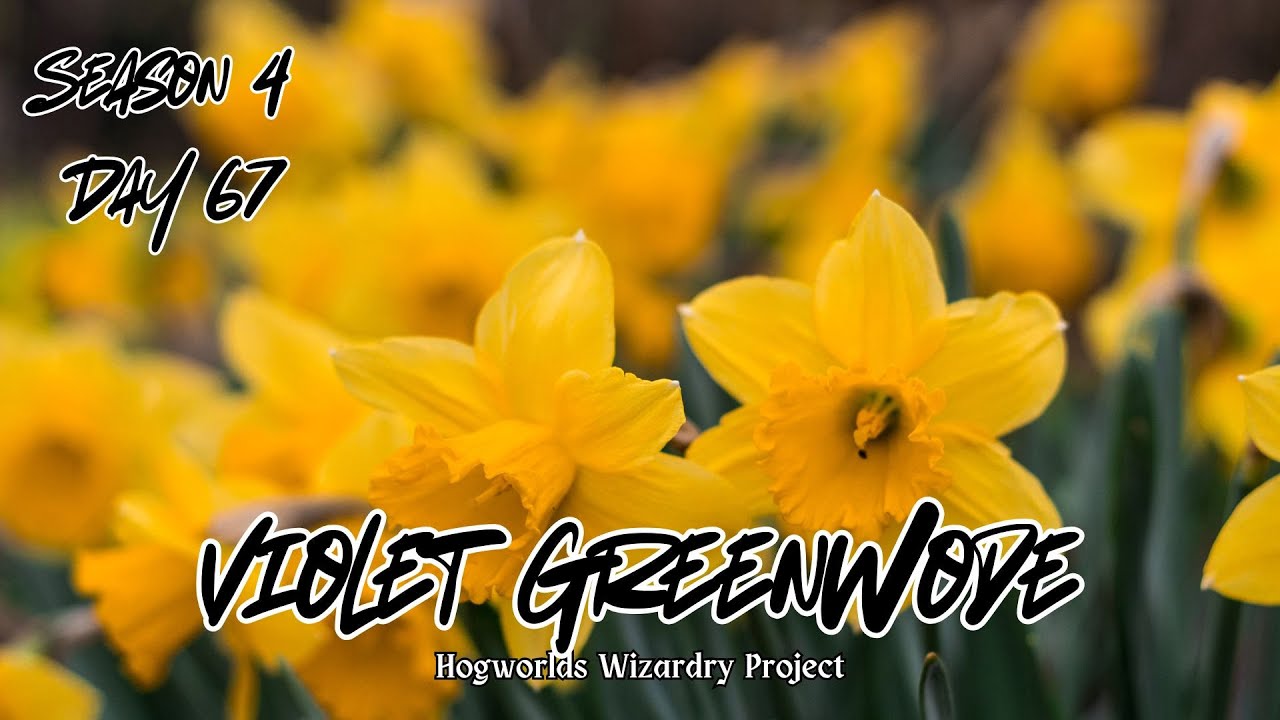 SS.4 Day 67 | Honking Daffodil | Violet Greenwode | hogworlds