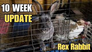 How's It Growing, Rex Rabbits?