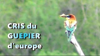 GUËPIER d'EUROPE, cris  et chasse