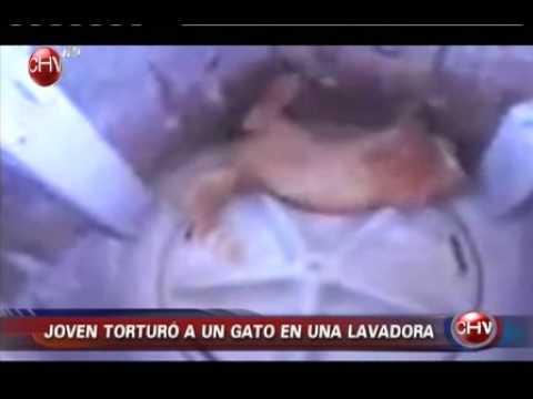 Video: Un Accidente Que Se Puede Prevenir: Un Gato Muere Trágicamente En La Lavadora