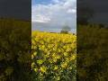 Golden flower field + blue sky = pure peace 🌼💙 #nature #relaxing #shorts