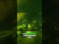 Diving Into the Cave: Navigating Lines in a Murky Water #floridasprings #cavediving #floridacaves