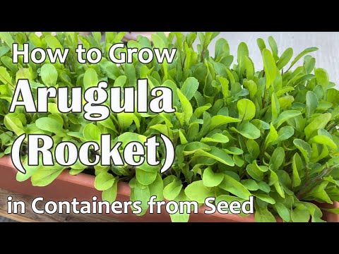 Video: Growing Ruccola: How To Raise Rucola in Your Garden