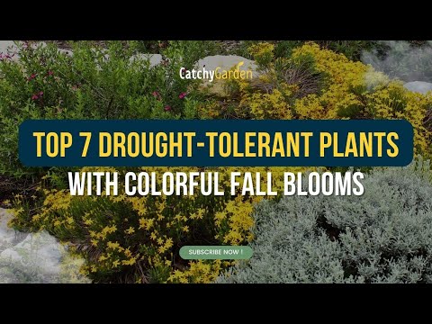 Video: Chuparosa Plant Care - Condizioni di crescita per gli arbusti Chuparosa