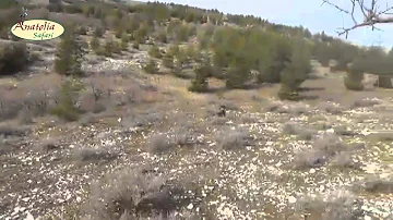 Pheasant Hunting in Turkey by Anatolia Safari