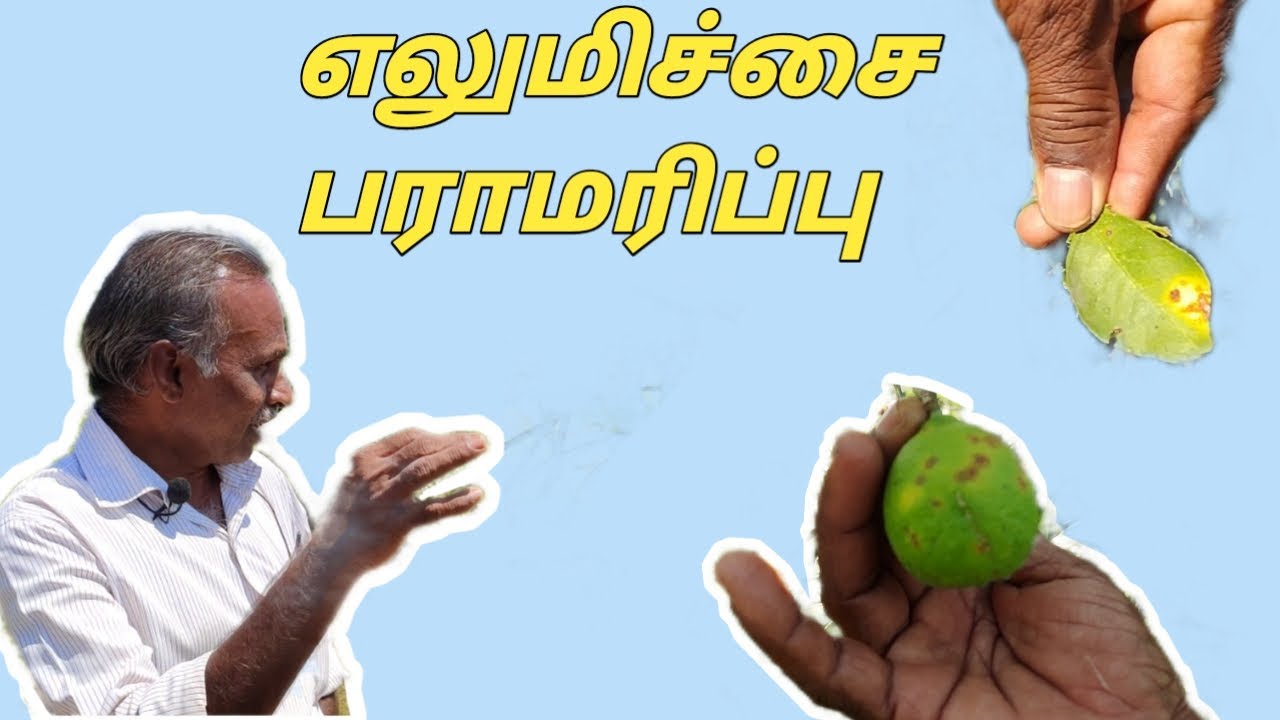 எலுமிச்சை பராமரிப்பு | எலுமிச்சை விவசாயம்|lemon Tree Maintenance| Lemon Farming |Lemon tree in tamil