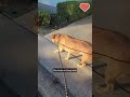 First walk after surgery 🐾💙 Ariel is walking on her own again—no pajamas, just funn...