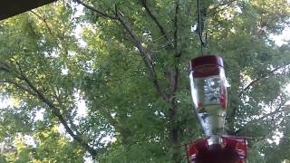 August 2014 Hummingbird Part 2