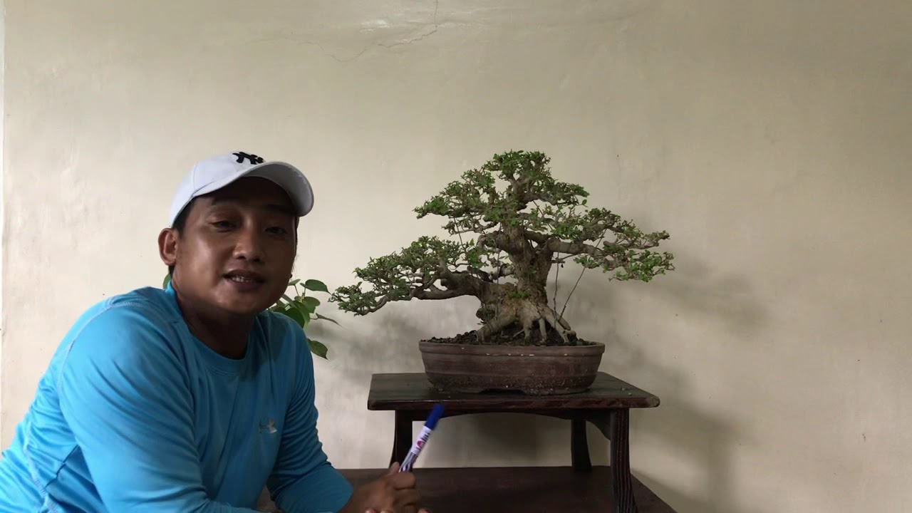Basic Bonsai Lessons: Apical Dominance and How it Affects the Bonsai you Are Training