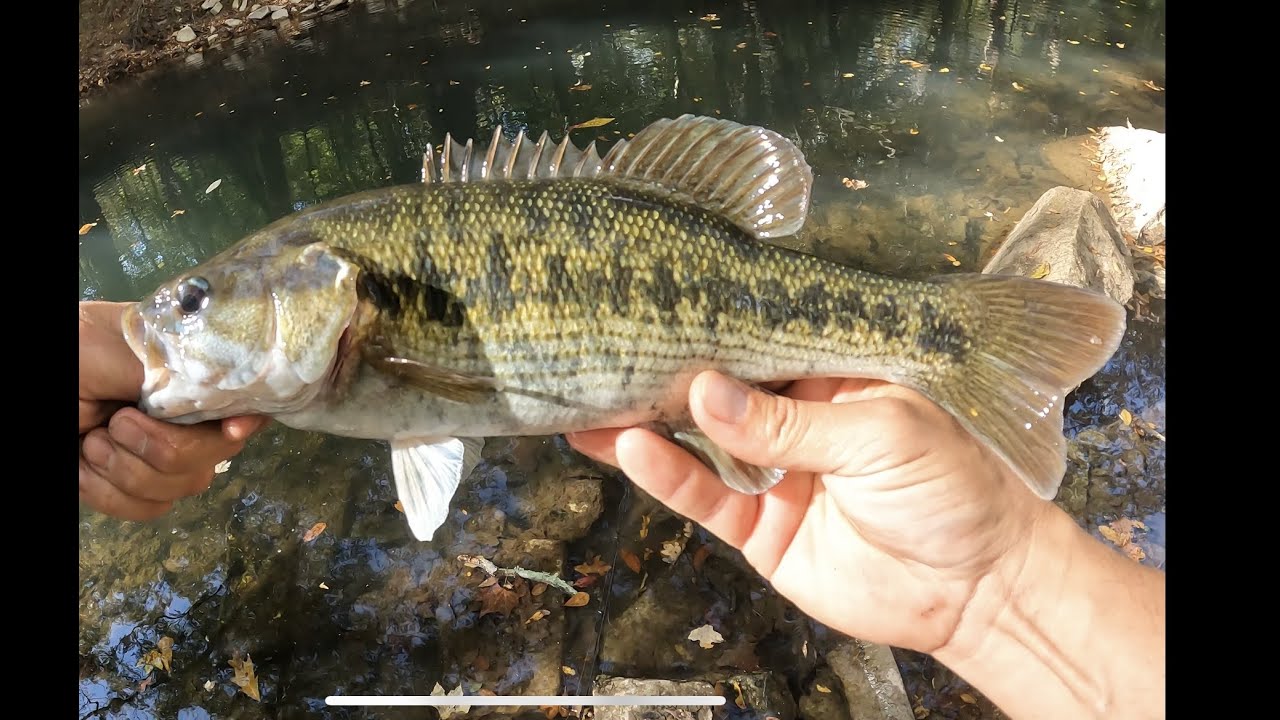 N. Chickamauga Creek fall bass fishing