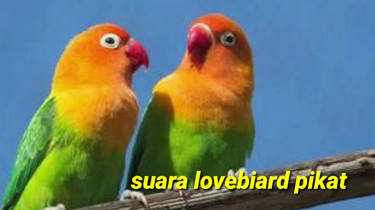 BURUNG LOVEBIRD KHUSUS PIKAT!!PANCINGAN JUARA 