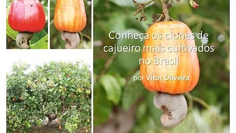 Onde é cultivado o caju no Brasil?