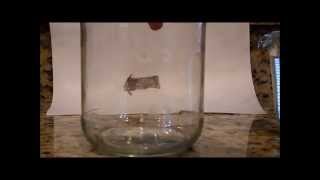 How to Reverse an Arrow - Cool Science Experiment