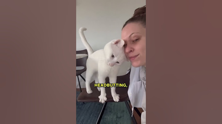 How Do Cats Say Sorry? 😢