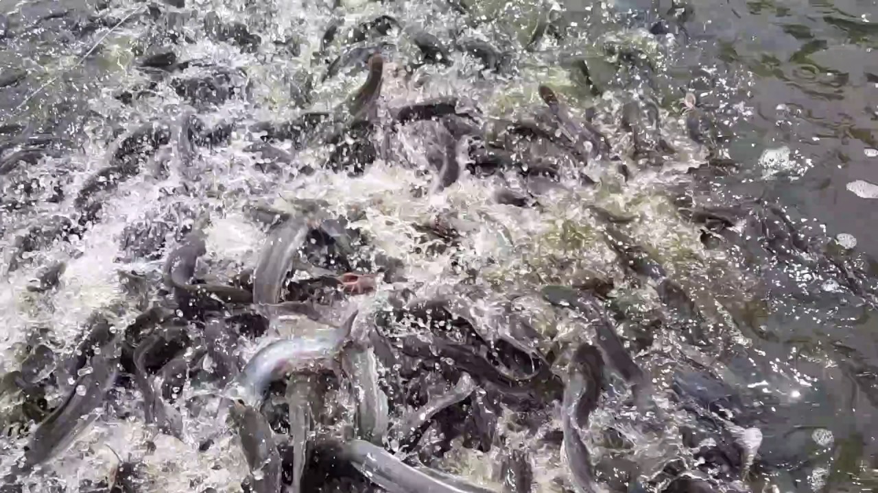 PROBIOTIK LELE BIOFLOK 