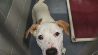Acs A819667