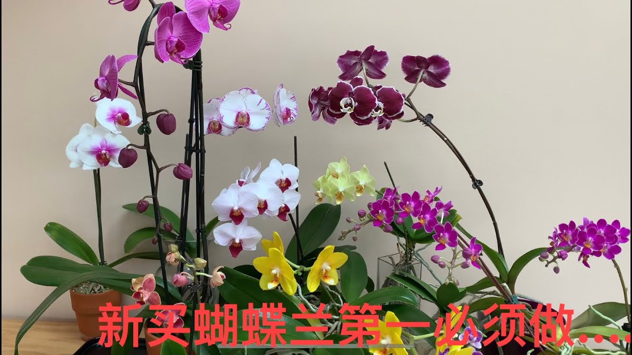 兰花（02）蝴蝶兰之护理及水培第一步