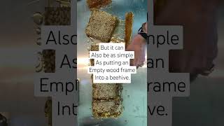 Harvesting honeycomb. It doesn't get simpler than this. #honey