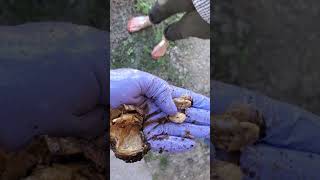 Video thumbnail of "Large horse bean removal sheath cleaning #sheathcleaning #beanremoval #horsebean"