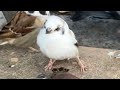 【ご報告】白スズメの水玉ちゃんに関する 重大なお知らせ