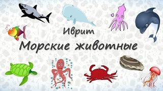 Морские животные на иврите || crazylink.ru