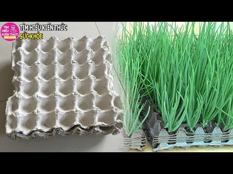 Video Cách trồng hành lá tại nhà đơn giản nhất không cần đất - youtube