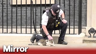 Police officer strokes Larry the cat outside No 10 as PM vows to carry on role