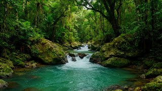 Soothing Forest River at Sunset 🌅💧 Relaxing Water Sounds for Evening Calm