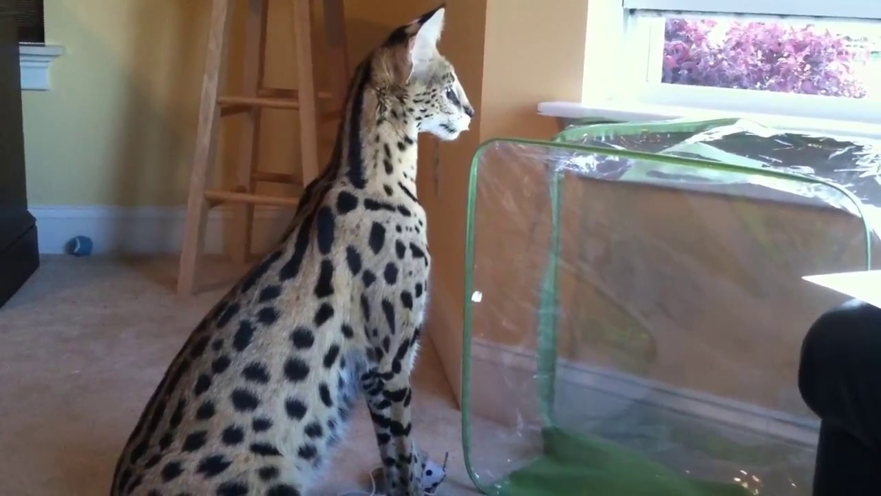 Buddy Serval so many interesting things - YouTube
