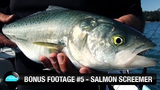 Bonus Footage Salmon On Lures We Flick Fishing Videos
