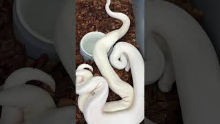 Blue Eyed Leucistic Ball Pythons breeding! #ballpython #ballpythonmorphs #royalconstrictordesigns