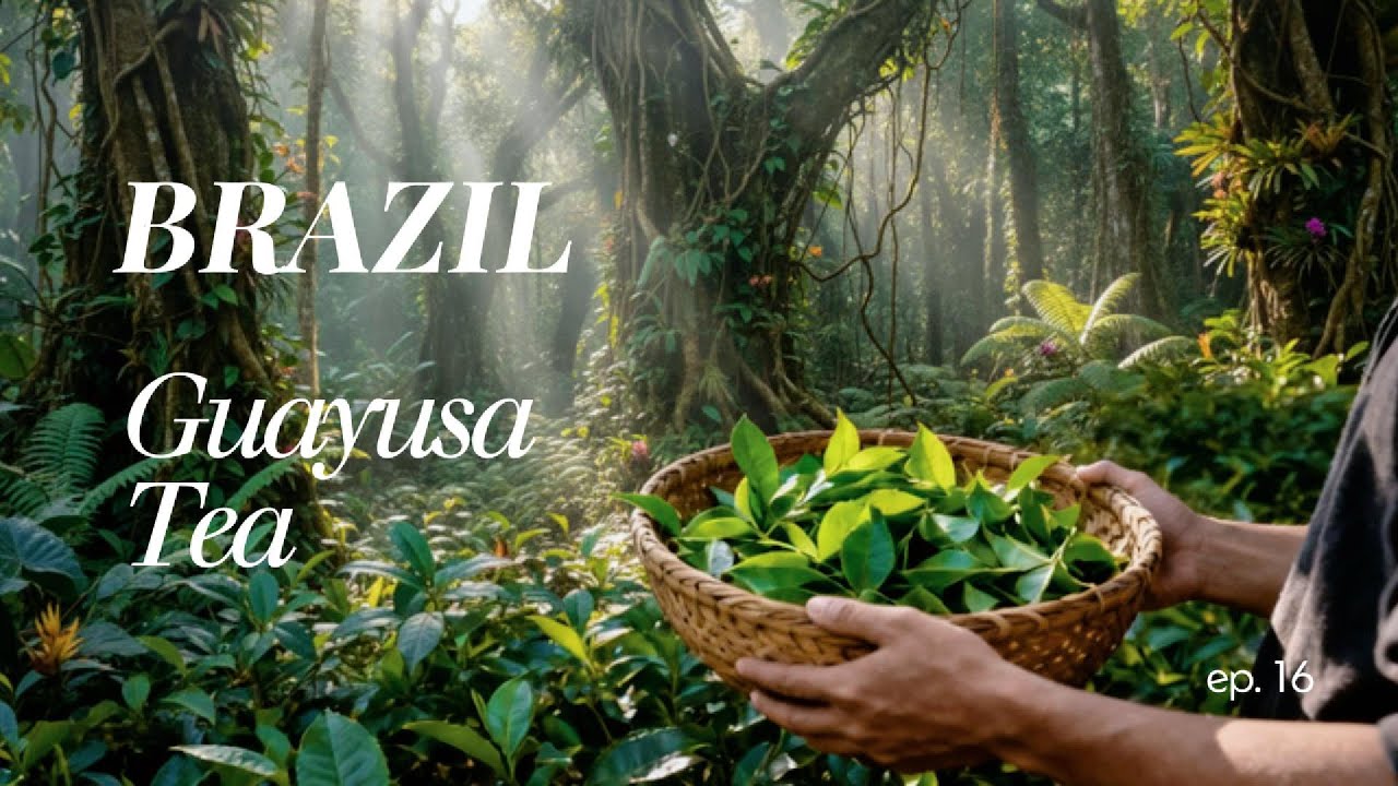 День 16: Бразильский чай гуаюса 🇧🇷 (Энергия Амазонки)