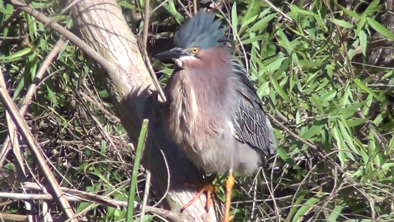 North American Wildlife --- Green Heron calling & vocalizing at Huntington Beach Central Park