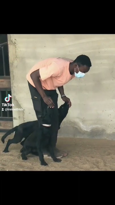 What Is Dog Training shorts dogtraining YouTube what-is-dog-training-shorts-dogtraining-youtube