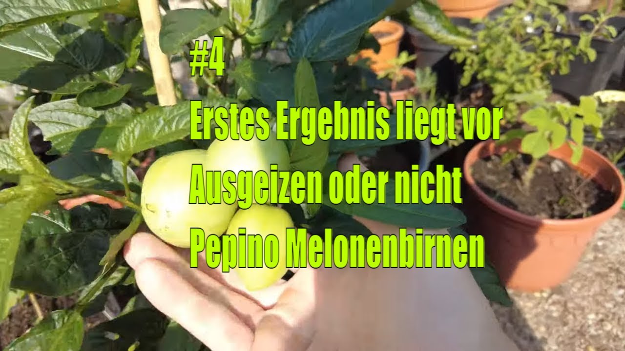 Pepino ausgeizen? Warum weniger Triebe nicht automatisch mehr Früchte bringen