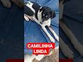 camilinha linda #petsfofinhos #cachorrosdivertidos