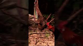 Download Lagu Red junglefowl - Asian Red junglefowl MP3