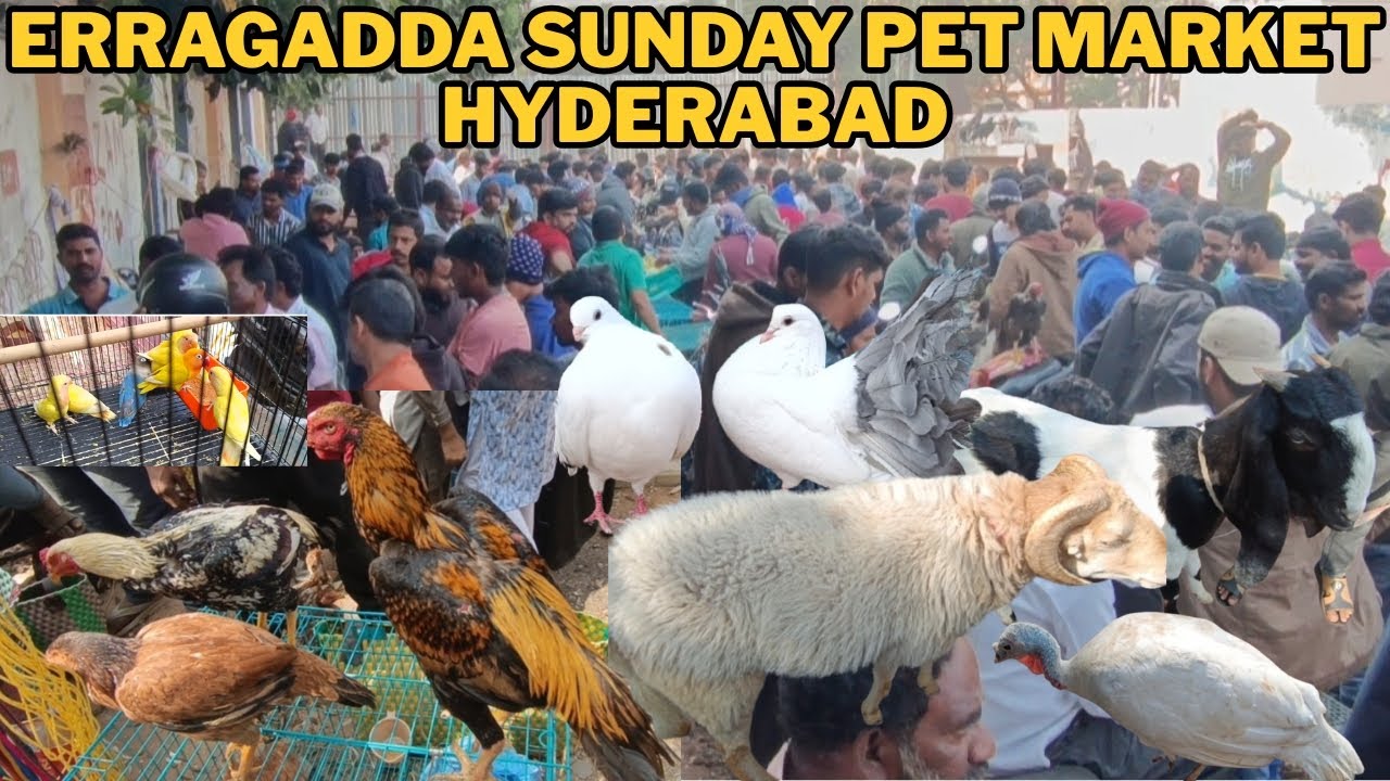 Before You Buy a Pet | Erragadda Sunday Market Reality || Hyderabad Telangana