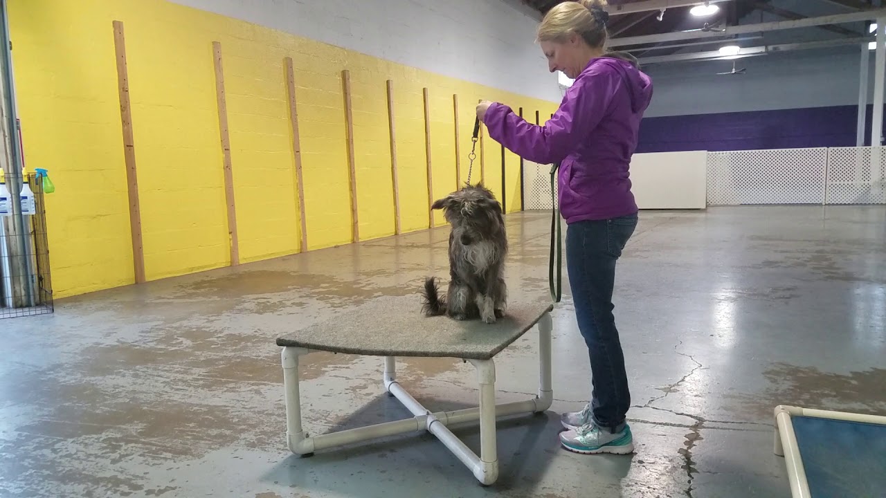 Dog training with Lionheart K9 YouTube