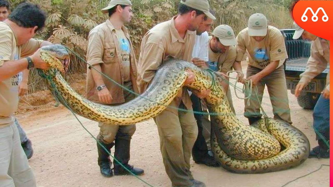 Мир змей анаконда. Змеи Анаконда. Королевская Анаконда змея. Самая большая змея в мире Анаконда Анаконда.