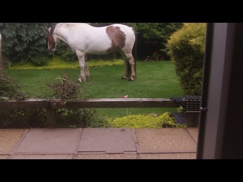 How to repair  a lawn after horses stampede.