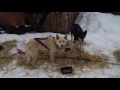 Iditarod 2016: In Takotna, Jessie Royer looks ahead