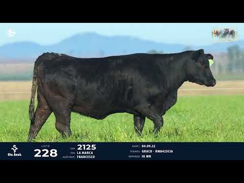 LOTE 228   TAT 2125 F Brangus destaque