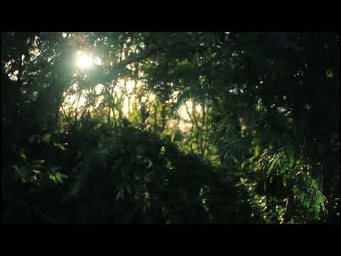 Title: Sunbeams Shining Through Conifer Trees