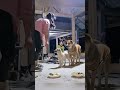 Heartwarming Vietnam Village Story 🐕 | Dog Rescue, Herbal Medicine & Cooking 🍲🌾 EP.003