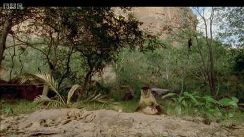 Nutters | the monkey production line | Clever Monkeys | BBC